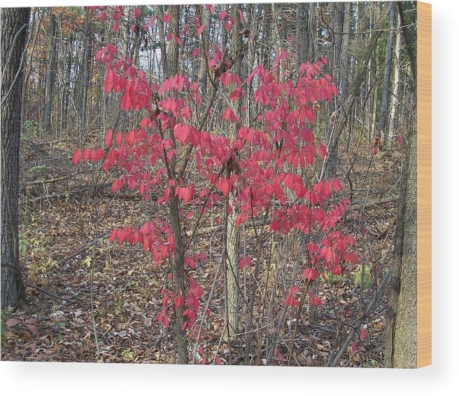 Autumn Wood Print featuring the photograph Hanging on to Life by Sheila Silverstein