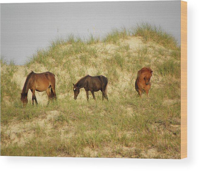 Dunes Wood Print featuring the photograph Hanging out on the dunes living free by Kim Galluzzo