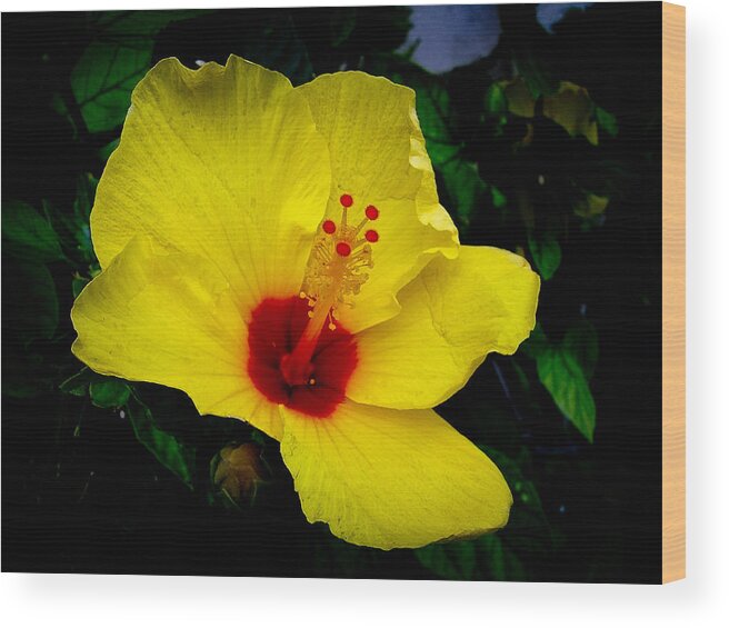 Hibiscus Wood Print featuring the photograph Hawaiian Yellow Hibiscus by Athena Mckinzie