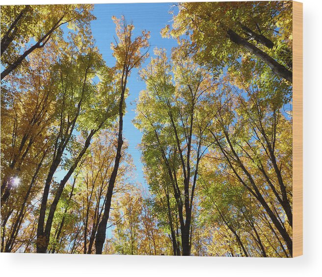 Woods Wood Print featuring the photograph Heaven's Canopy by Terry Eve Tanner