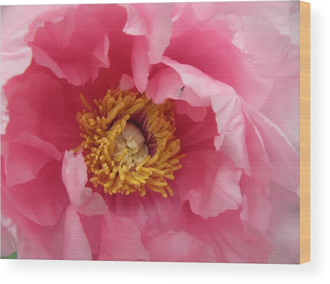 Pink Wood Print featuring the photograph hello PINK by Kim Galluzzo