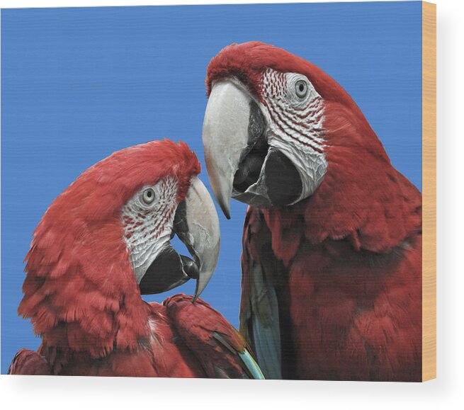 Parrot Wood Print featuring the photograph I Told You So by Rodney Campbell