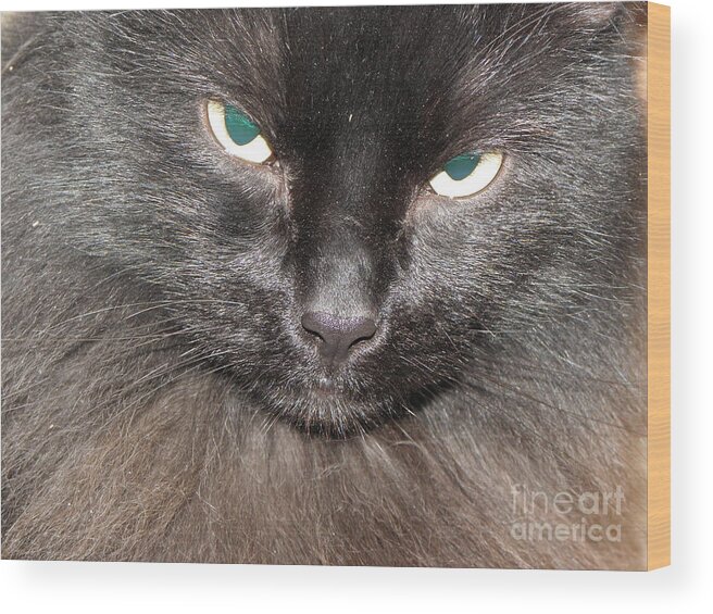 Cat Wood Print featuring the photograph If Looks Could Kill by Kim Galluzzo