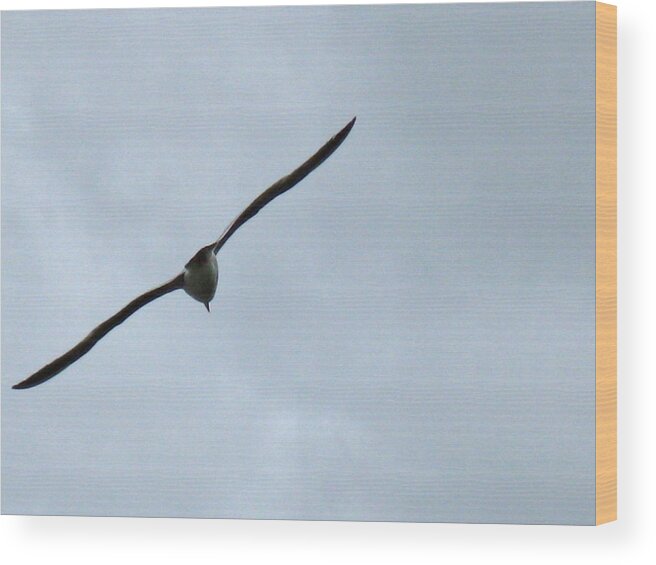 Seagull Wood Print featuring the photograph In Flight by Linda Hutchins