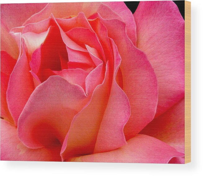 Rose Wood Print featuring the photograph Inside My Heart by Rory Siegel