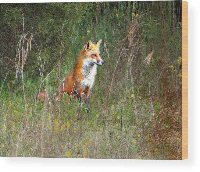 Fox Wood Print featuring the photograph Intensity by Dark Whimsy
