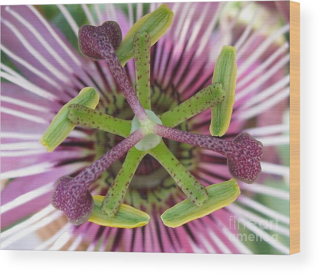 Flower Wood Print featuring the photograph Interchange by Holy Hands