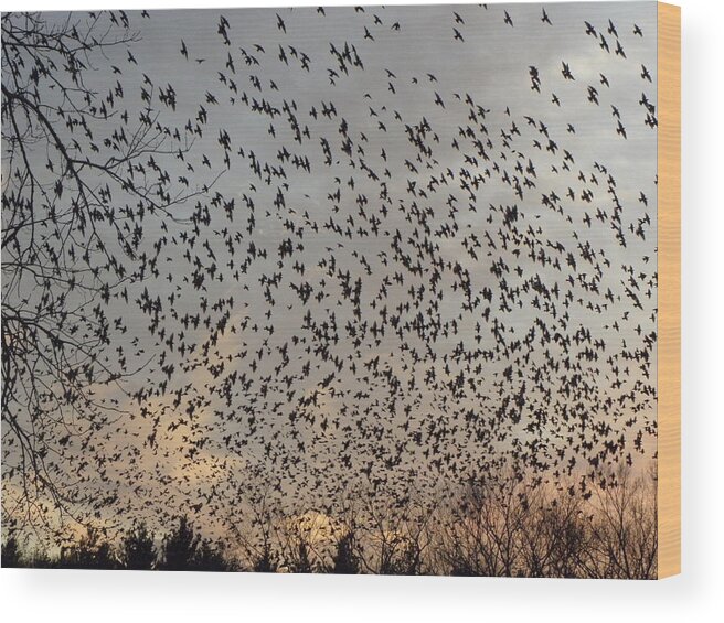 Starlings Wood Print featuring the photograph Invasion Of The Birds by Kim Galluzzo Wozniak