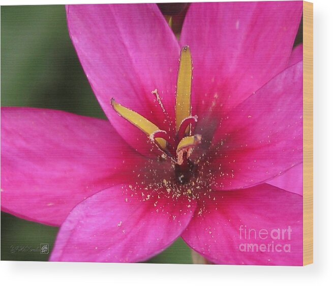 Ixia Wood Print featuring the photograph Ixia named Venus by J McCombie