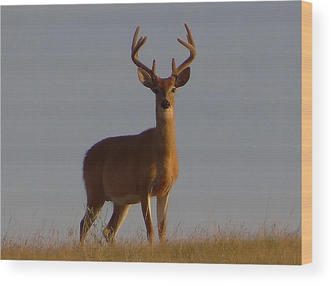 Deer Wood Print featuring the photograph King of the Hill by Blair Wainman
