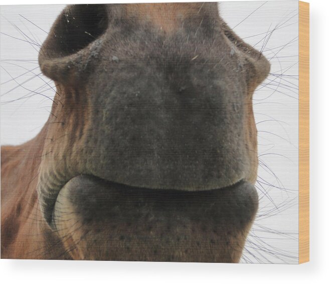 Horse Wood Print featuring the mixed media Kiss Kiss by Bruce Ritchie