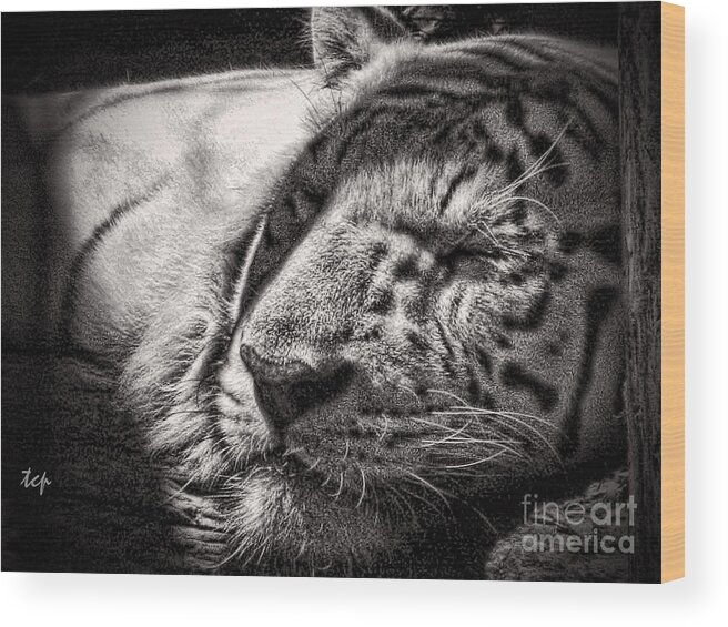 Tiger Wood Print featuring the photograph Let Sleeping Tiger Lie by Traci Cottingham