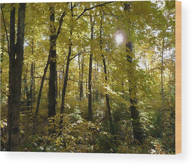 Woods Wood Print featuring the photograph Let the Sunshine In by Terry Eve Tanner