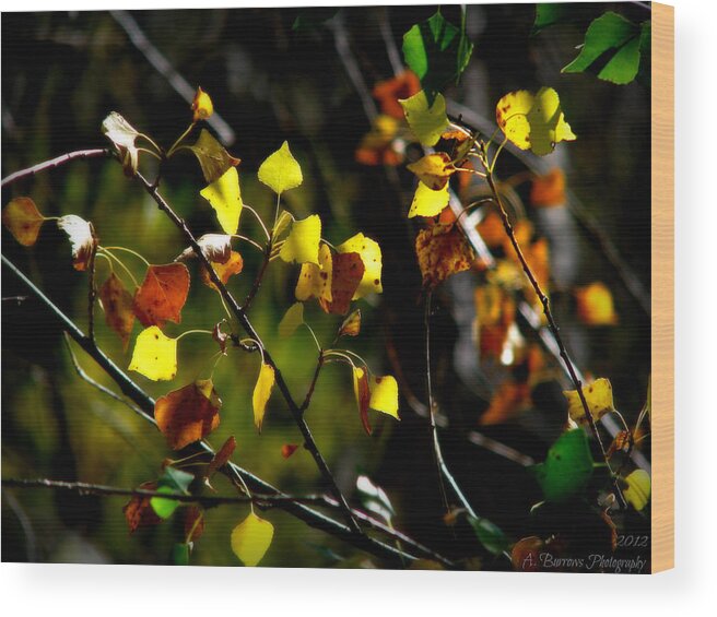 Prescott National Forest Wood Print featuring the photograph Light on the Leaves by Aaron Burrows