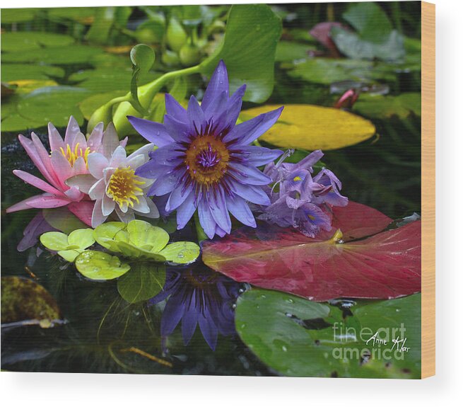 Waterlilies Wood Print featuring the photograph Lilies No. 13 by Anne Klar