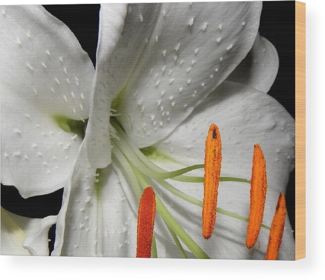 Lily Wood Print featuring the photograph Lily stems and detail by Kim Galluzzo
