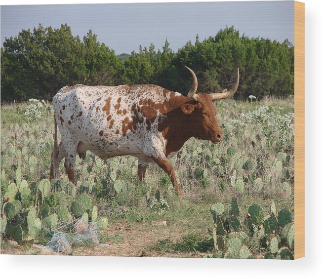 Linda Cox Wood Print featuring the photograph Longhorn In Cactus by Linda Cox