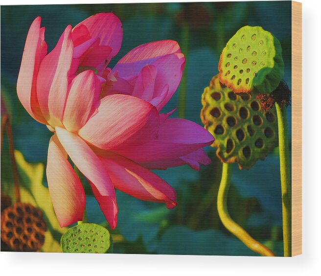 Lotus Wood Print featuring the photograph Lotus Ensemble by Vijay Sharon Govender