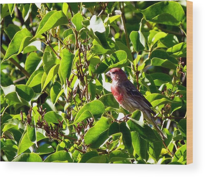Male House Finch Wood Print featuring the photograph Male House Finch by Will Borden