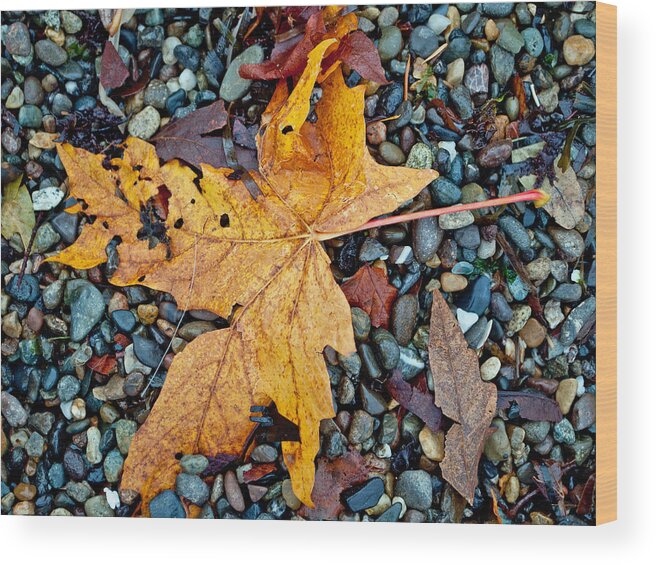Maple Leaf Wood Print featuring the photograph Maple Leaf on the Rocks by Tikvah's Hope