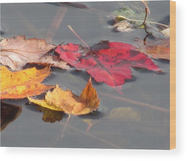 Nature Wood Print featuring the photograph Maple Leaf Reflection by Loretta Pokorny