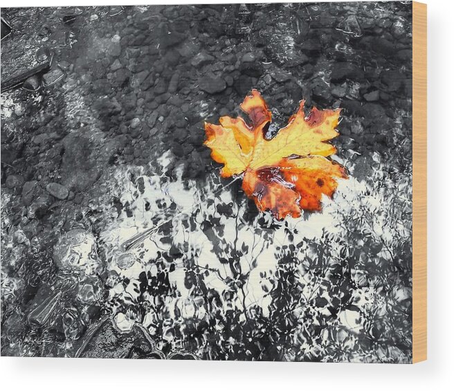 Maple Leaf Wood Print featuring the photograph Maple Leaf Selective Color by Peter Mooyman