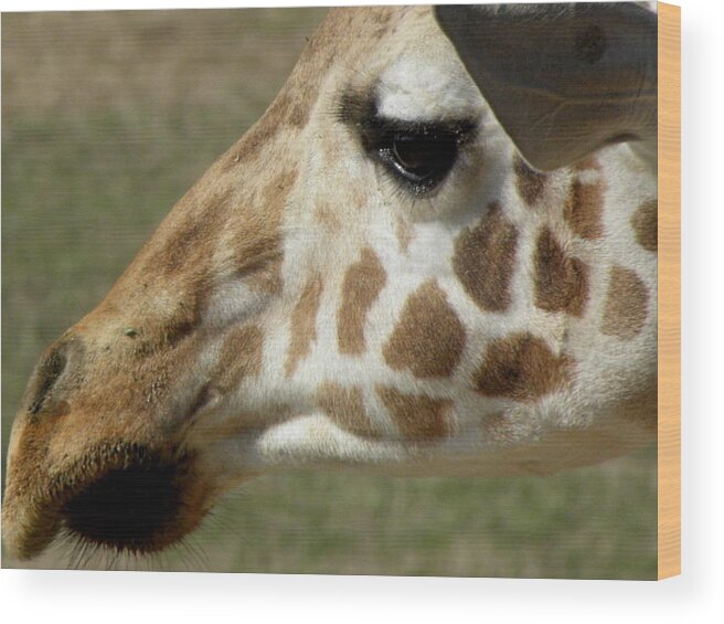Giraffe Wood Print featuring the photograph Marks Of Beauty by Kim Galluzzo
