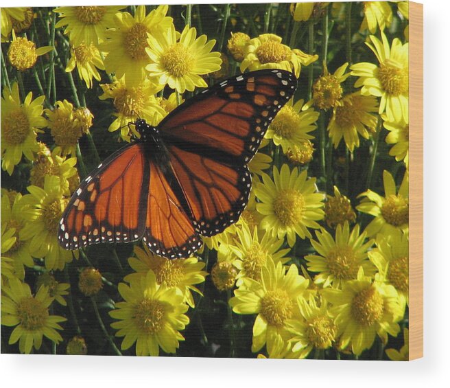 Monarch Wood Print featuring the photograph Monarch Butterfly by Charlene Reinauer