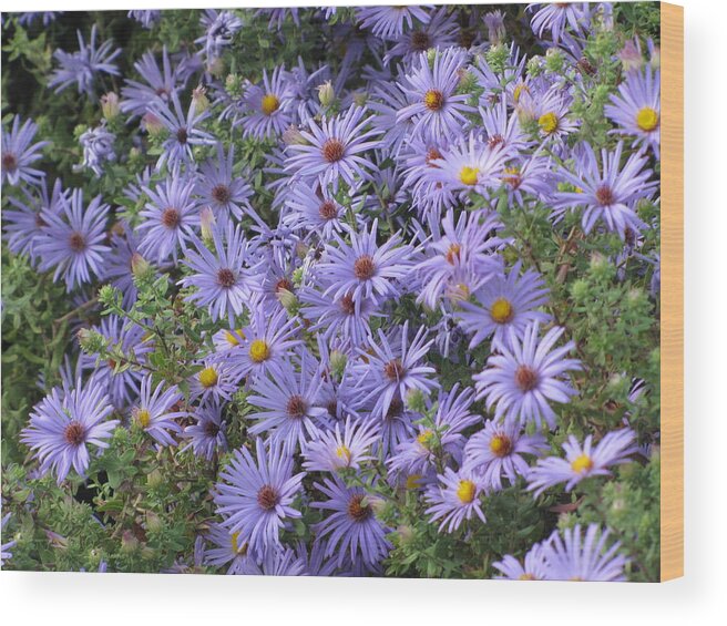 Purple Aster Wood Print featuring the photograph Mother's Asters by Shawn Hughes