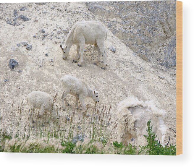 Mountain Wood Print featuring the mixed media Mountain Goats 1 by Bruce Ritchie