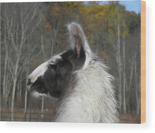 Alpaca Wood Print featuring the photograph Mr Alpaca in the country by Kim Galluzzo Wozniak