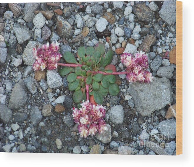 Mt St Helens Wood Print featuring the photograph Mt St Helens Flowers Bloom by Charles Robinson