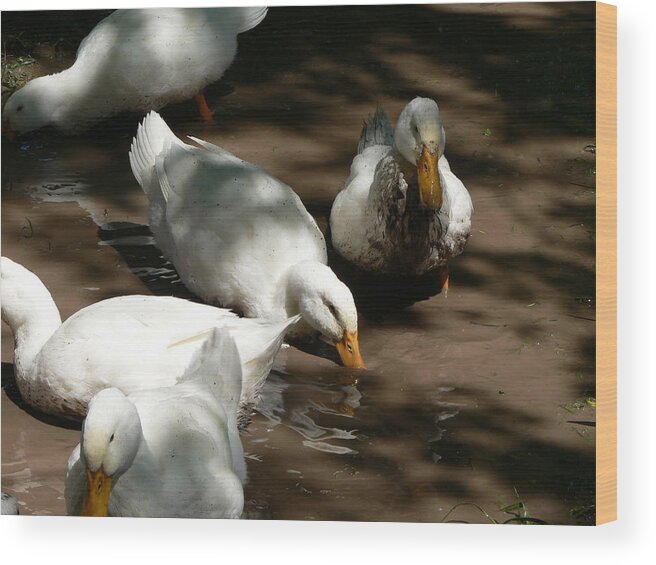 Duck Wood Print featuring the photograph Muddy Ducks by Laurel Best