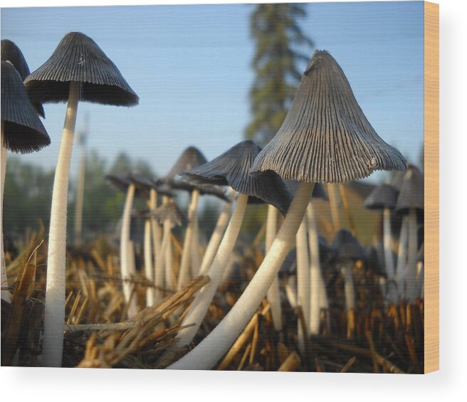 Mushroom Wood Print featuring the photograph Mushroom Leaning to the Right by Kent Lorentzen