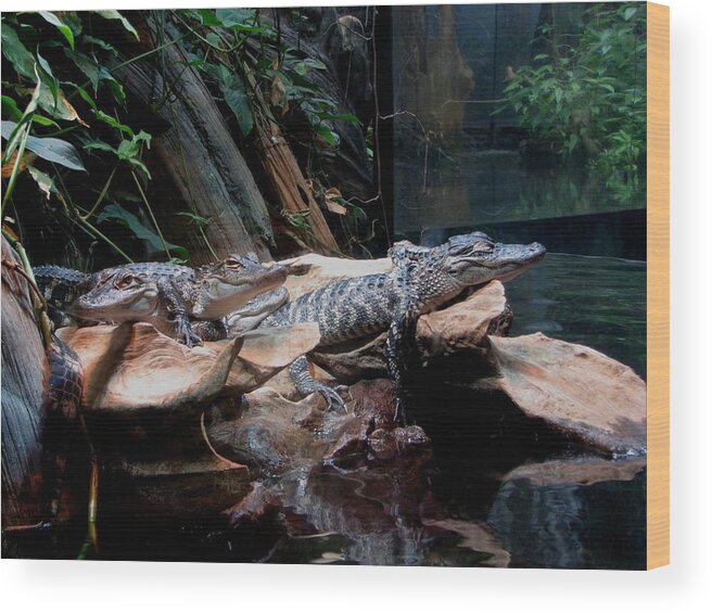 Kathy Long Wood Print featuring the photograph My Alligator Brothers and I by Kathy Long