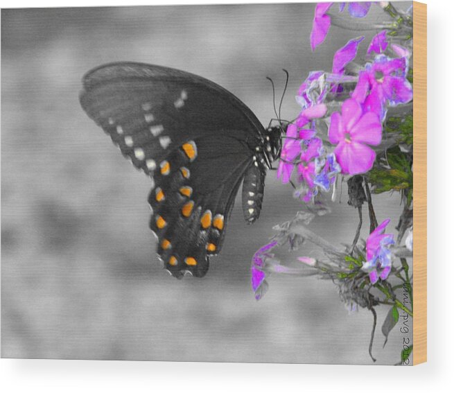 Butterfly Wood Print featuring the photograph Nectar Collector by Lani Richmond Elvenia