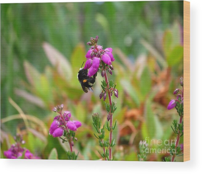 Nature Wood Print featuring the photograph Nectar Quest by Gayle Swigart