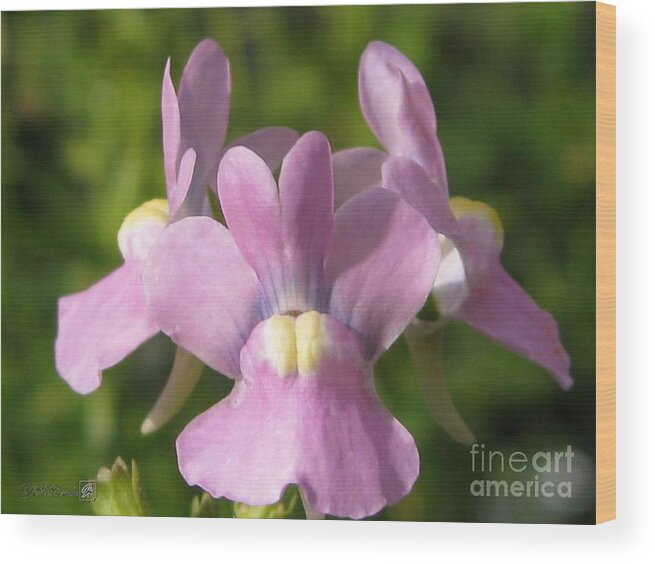 Mccombie Wood Print featuring the photograph Nemesia named Compact Pink Innocence by J McCombie