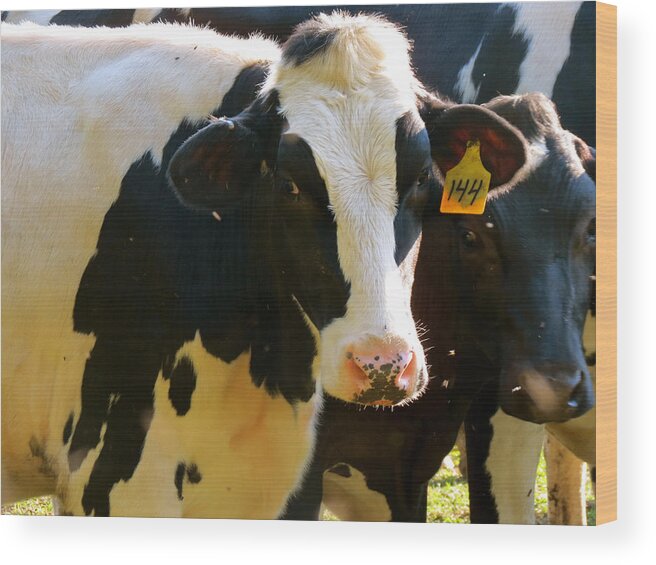 Cow Wood Print featuring the photograph Number 144 by Azthet Photography
