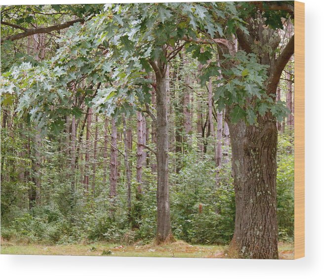 Trees Wood Print featuring the photograph Oak Grove by Azthet Photography