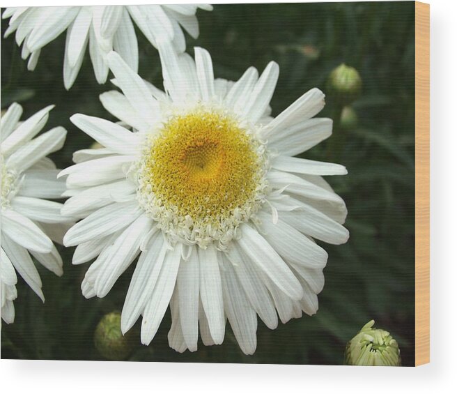 Daisy Wood Print featuring the photograph Oh Daisy by Carol Sweetwood