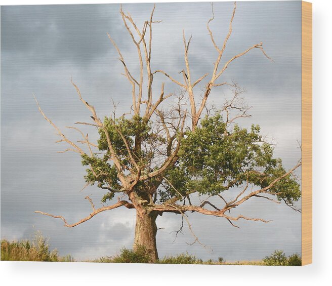 Oak Wood Print featuring the photograph Old Oak Tree by Azthet Photography