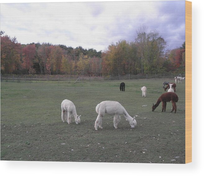 Alpaca Wood Print featuring the photograph On The Alpaca Farm by Kim Galluzzo Wozniak