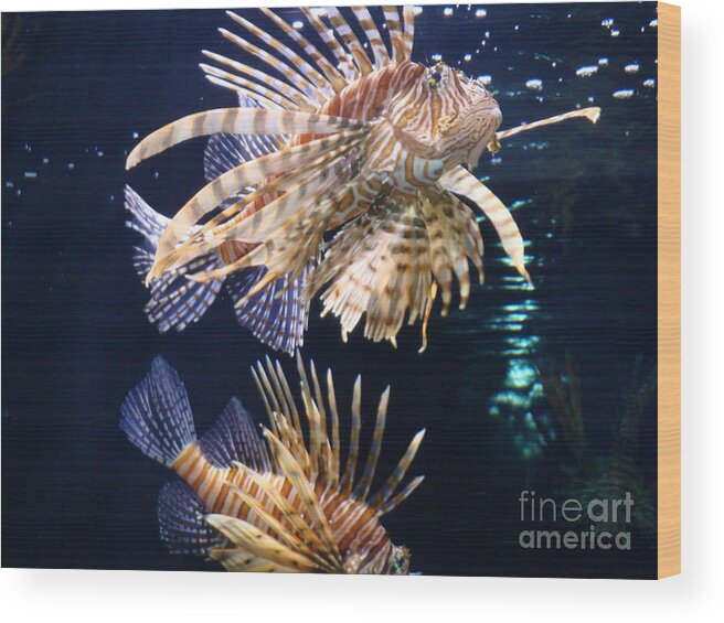 Lionfish Wood Print featuring the photograph On the Prowl by Vonda Lawson-Rosa