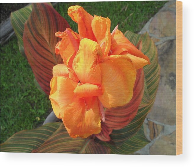 Canonlily Wood Print featuring the photograph Orange Canolily by Val Oconnor