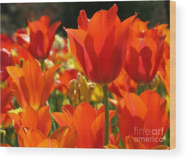 Flower Wood Print featuring the photograph Orange Glow by Ashley M Conger