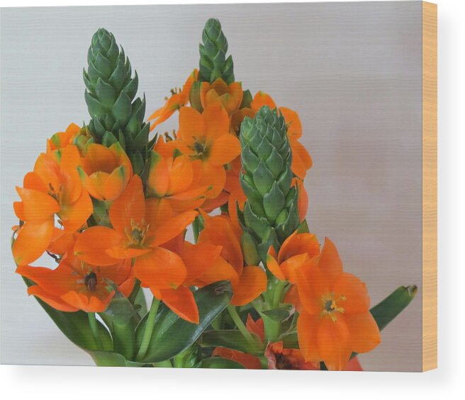Orange Starflower Wood Print featuring the photograph Orange Starflower 2 by Vijay Sharon Govender