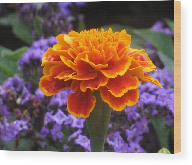 Flower Wood Print featuring the photograph Orange With Blue by Alfred Ng