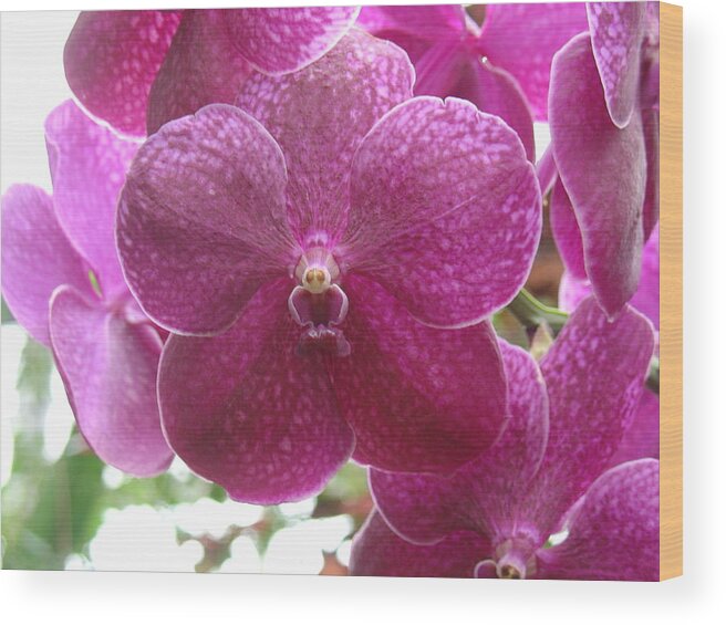 Orchid Wood Print featuring the photograph Orchid Cluster by Charles and Melisa Morrison