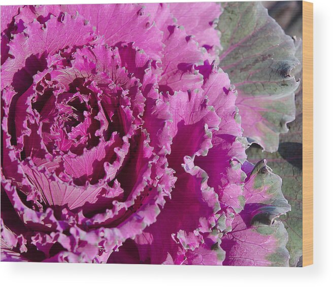 Plant Wood Print featuring the photograph Ornamental Kale by Mary Jane Armstrong